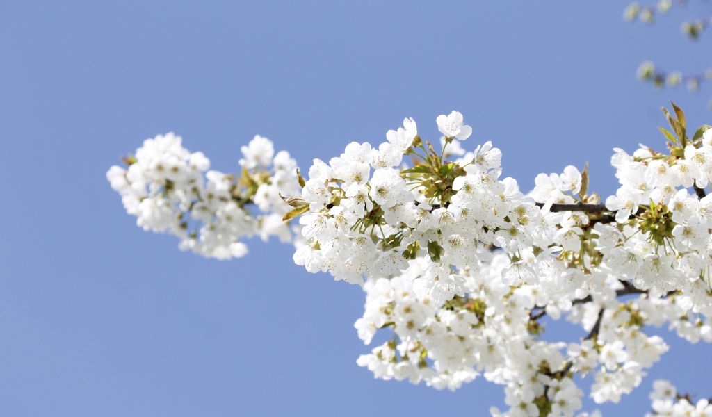 Белые цветы на ветке вишни на голубом фоне