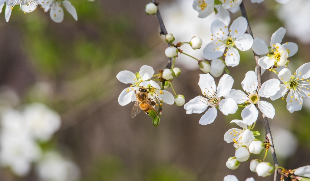 Белые хрупкие цветы вишни на ветке весной