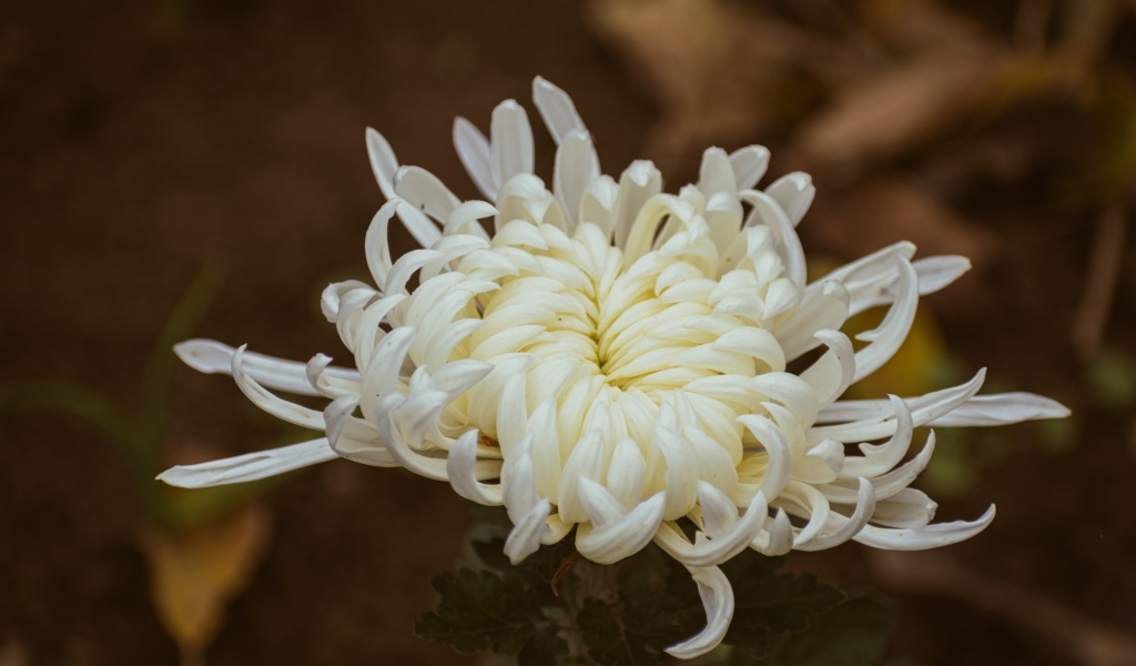 Белый цветок садовой хризантемы вблизи