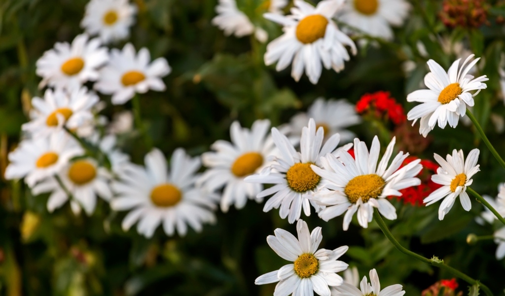 Белые садовые ромашки на клумбе