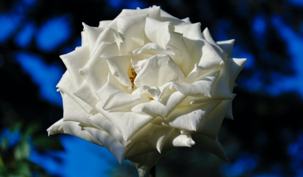 Белая садовая роза в лучах солнца