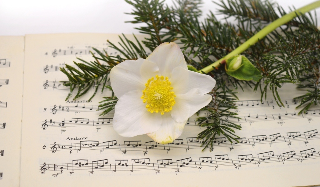 Белый цветок морозника с еловой веткой на нотной тетради