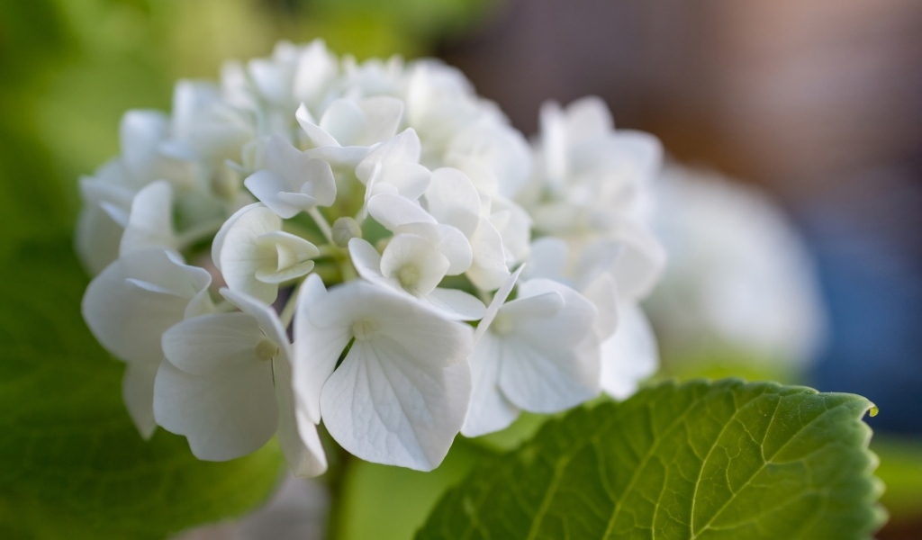 Белые цветы гортензии с зелеными листьями