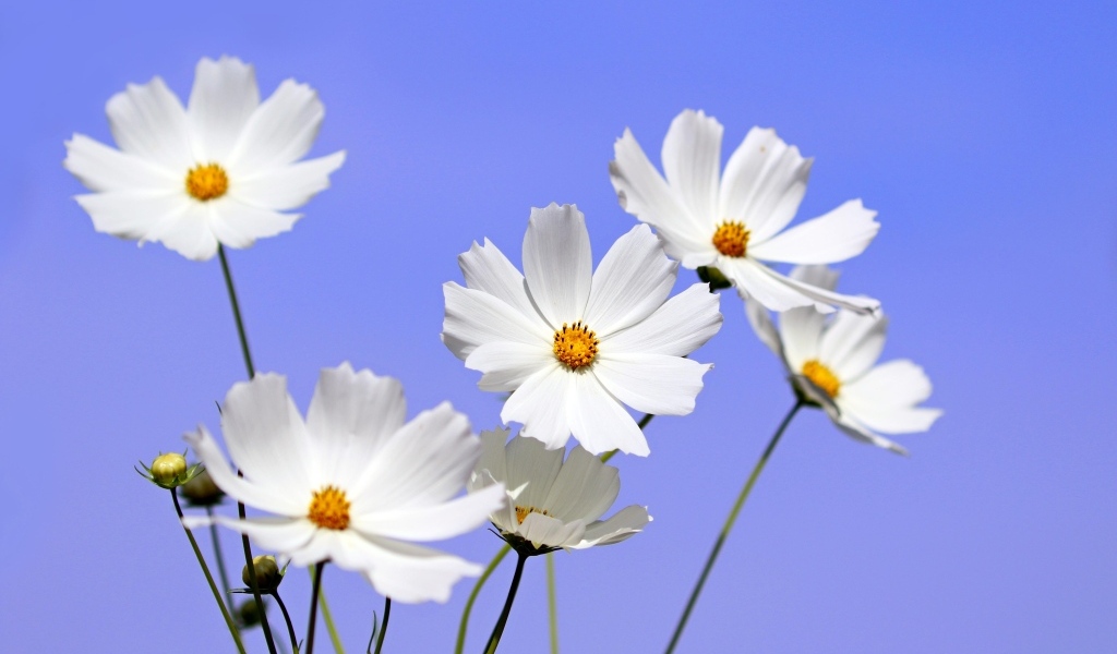 Белые цветы космея на фоне голубого неба