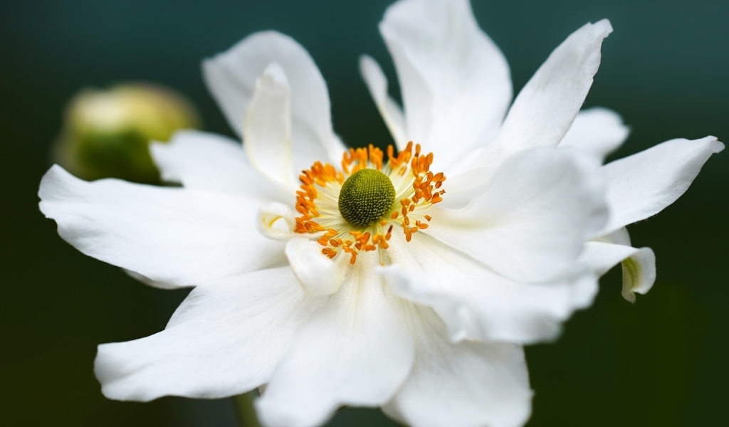 Белый крупный цветок анемоны в саду