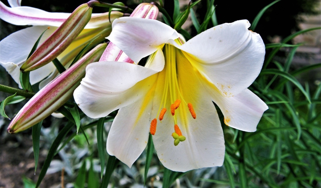 Белые крупные цветы садовой лилии с бутонами