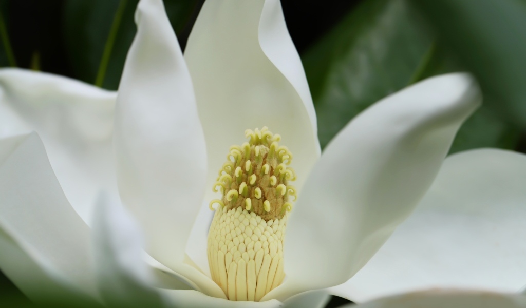 Белый крупный цветок магнолии вблизи