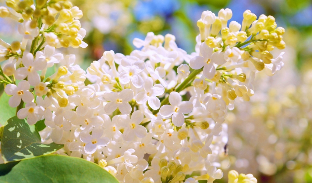 Белые цветы сирени крупным планом