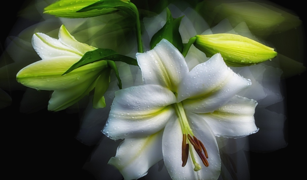 Белый цветок лилии с бутонами в каплях росы