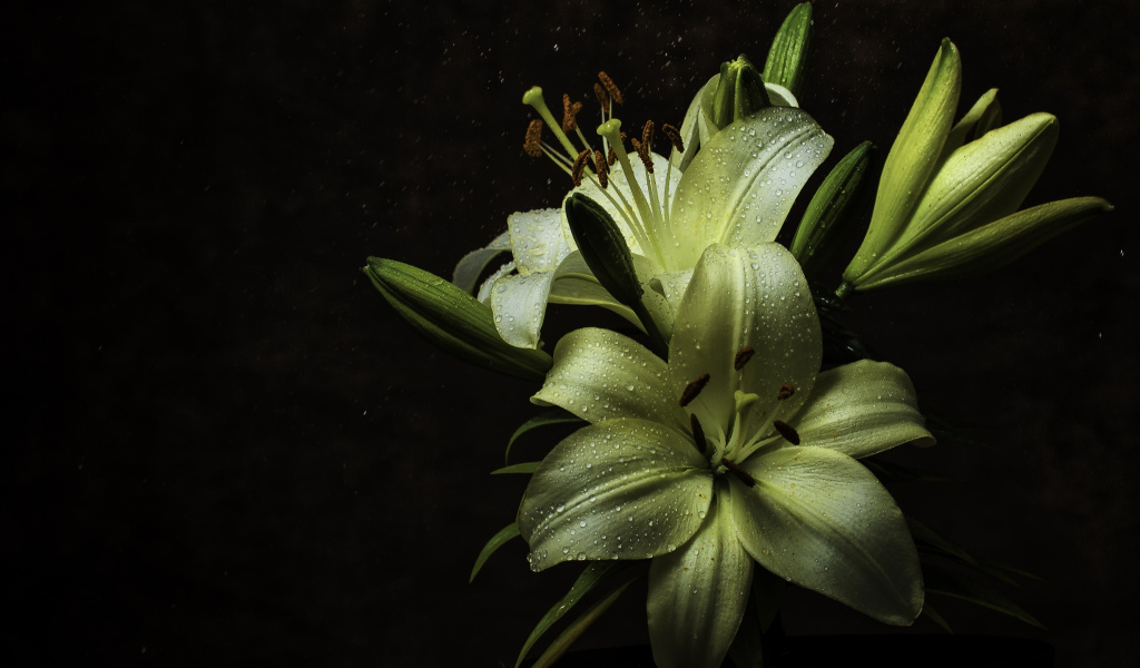 Белые цветы лилии в каплях росы на черном фоне