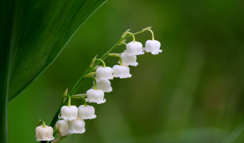 Белый ландыш крупным планом