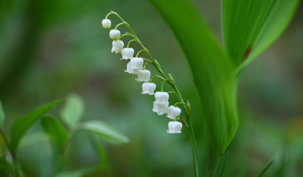 Белый ландыш с зелеными листьями
