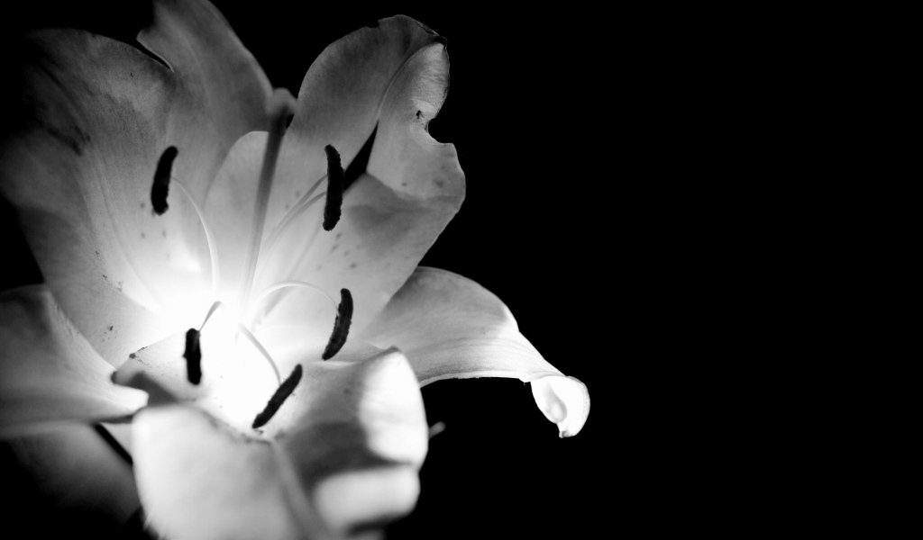 Белая лилия на черном фоне