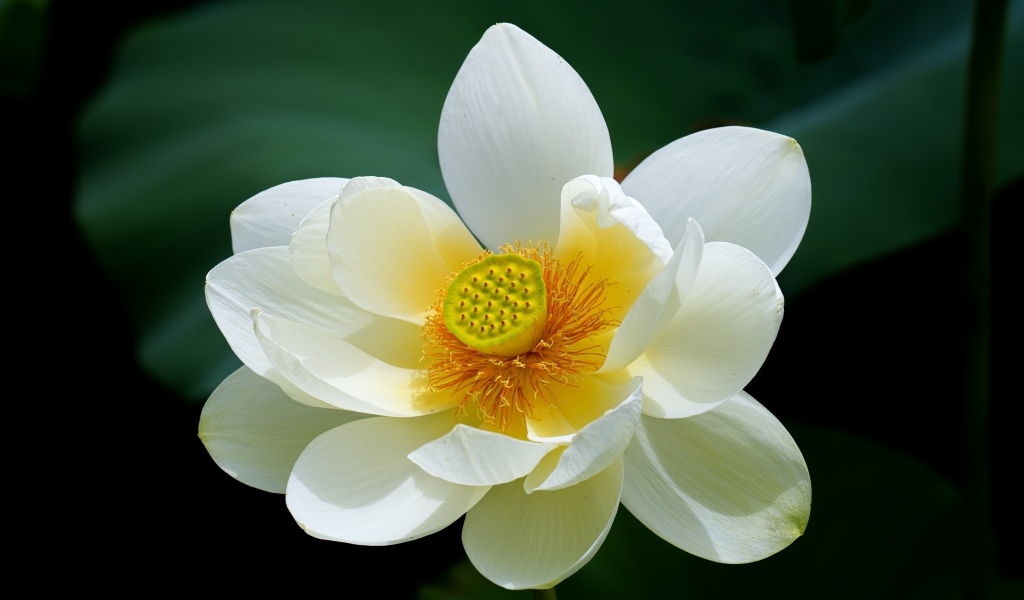 Белый цветок лотоса с желтой серединкой крупным планом