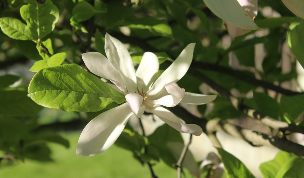 Белый цветок магнолии в зеленых листьях