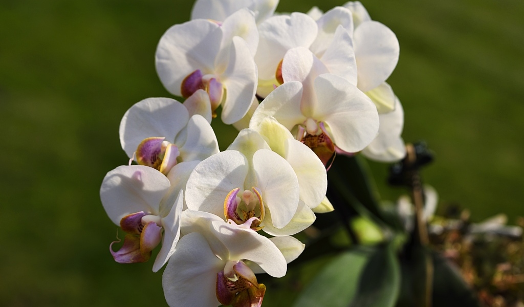 Белые цветы орхидеи в лучах солнца