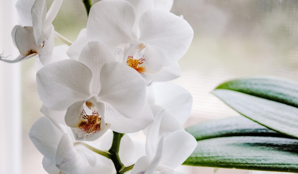 Белые цветы орхидеи с большими зелеными листьями