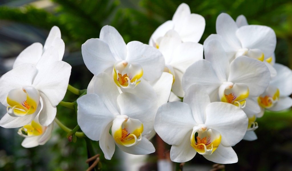 Белые орхидеи крупным планом 