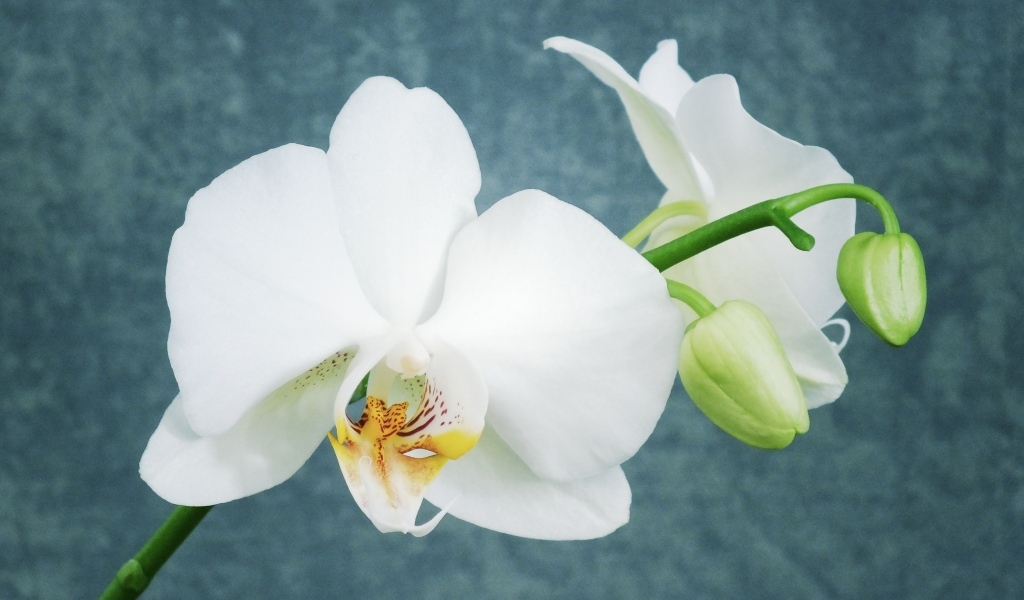 Белые орхидеи с бутонами на фоне серой стены