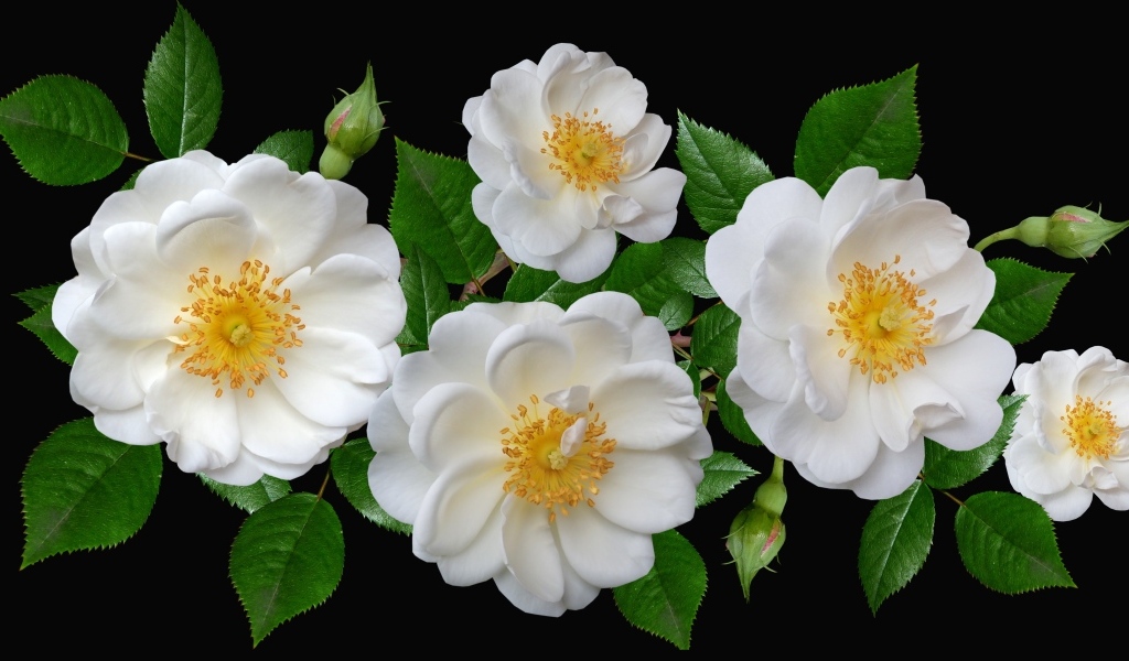 Белые парковые розы с бутонами на черном фоне