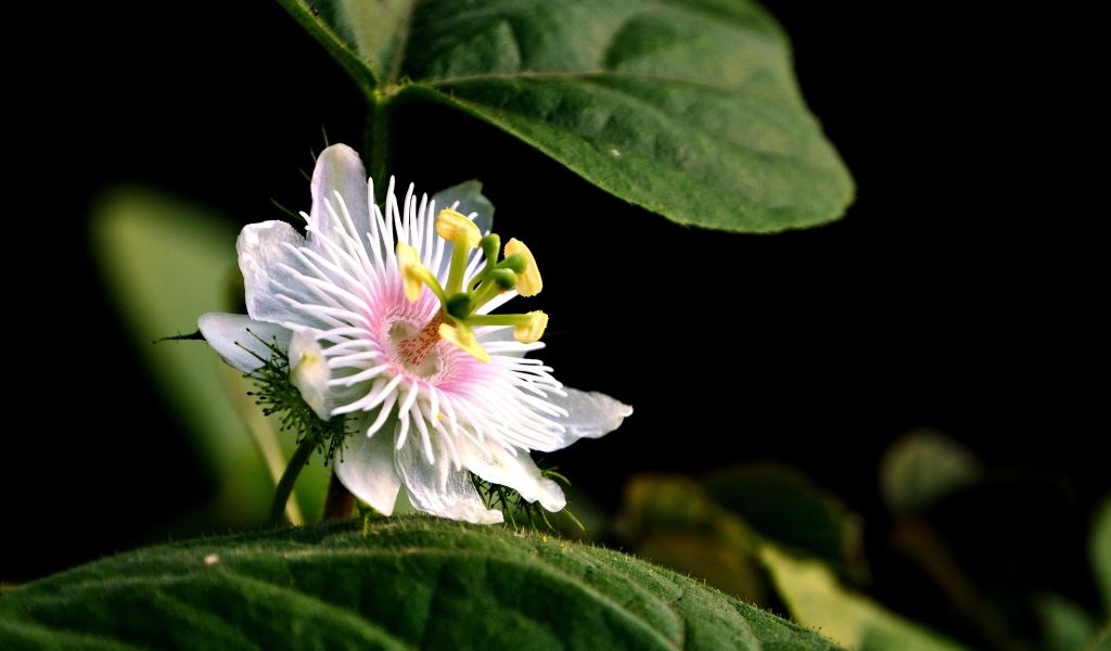 Белый цветок пассифлора с зелеными листьями