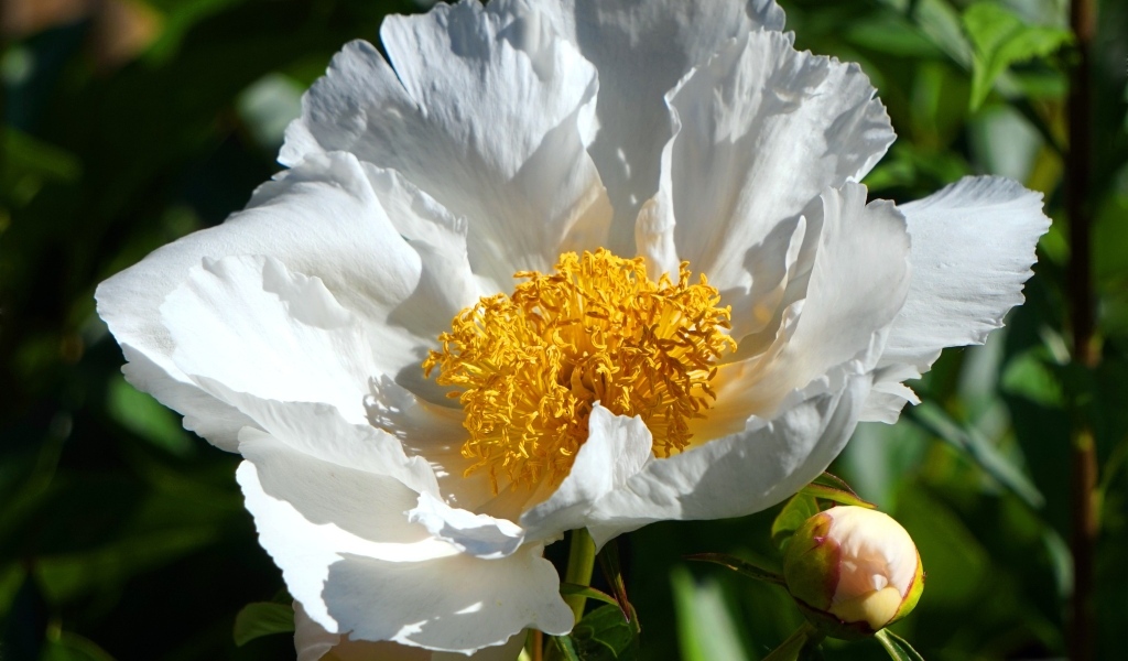 Белый пион с бутоном крупным планом
