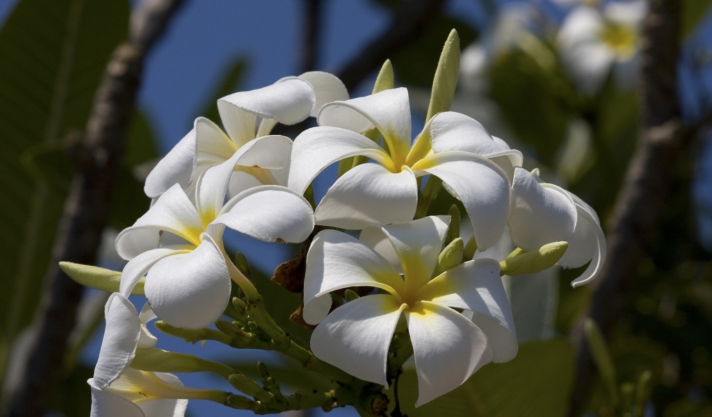 Белые цветы плюмерии в лучах солнца