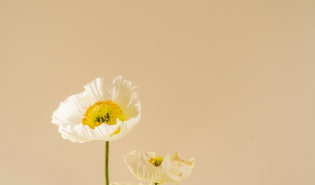 Белые цветы мака на бежевом фоне