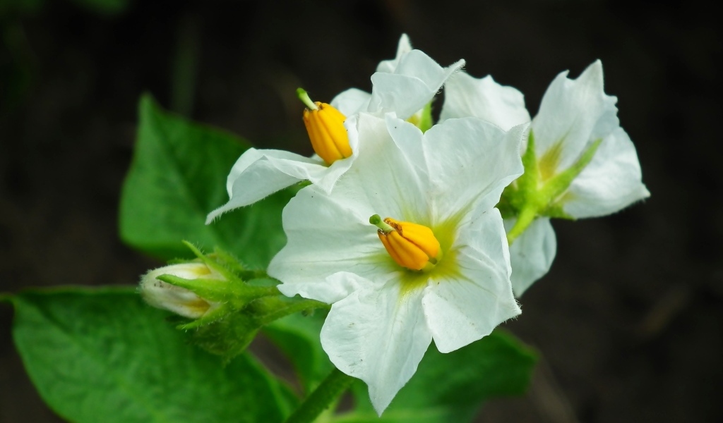 Белые цветы картофеля крупным планом