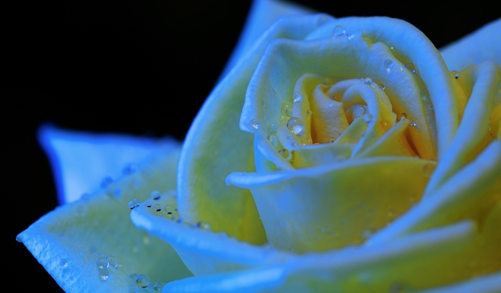 Белый бутон розы в каплях росы