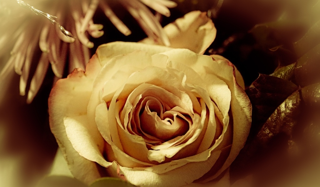 Белый цветок розы в букете вблизи