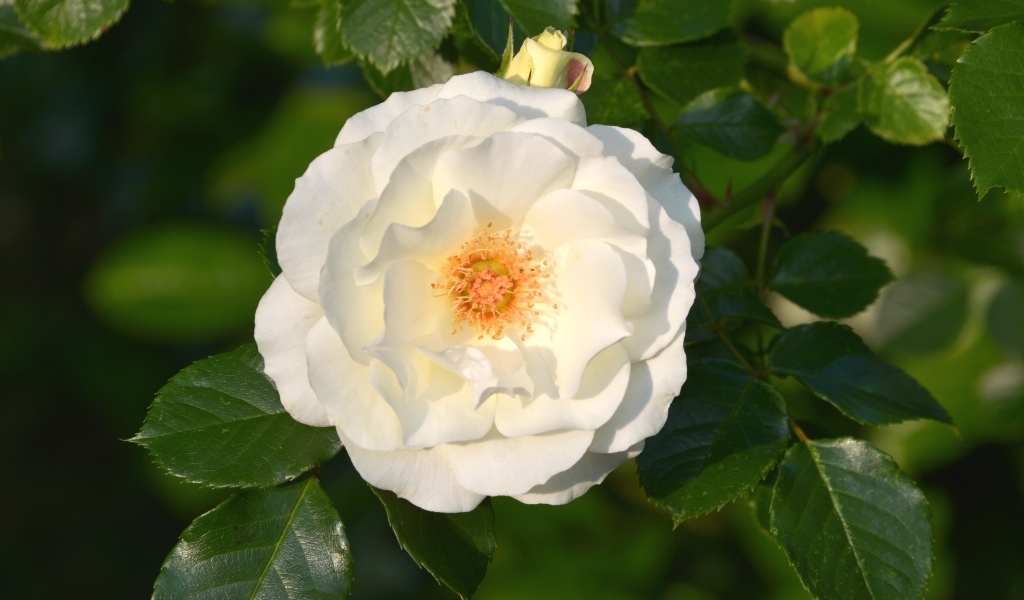 Белая роза в зеленых листьях на клумбе