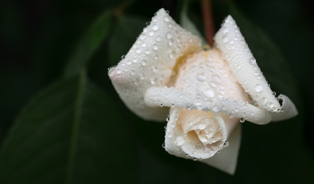 Белая роза в каплях воды крупным планом