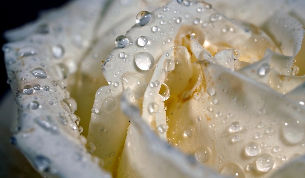 Лепестки белой розы в каплях росы крупным планом