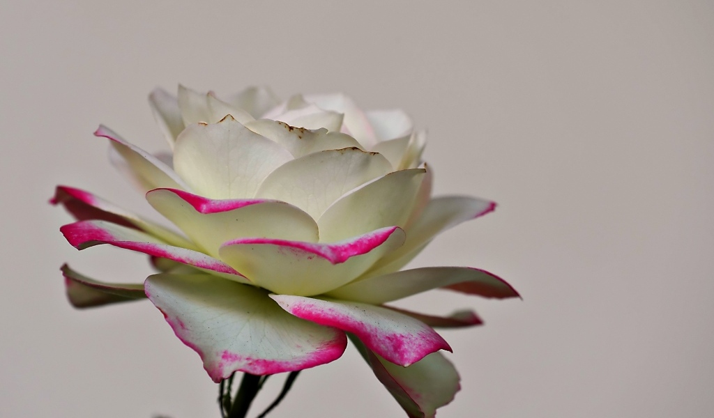 Белая роза с розовыми краями на лепестках 