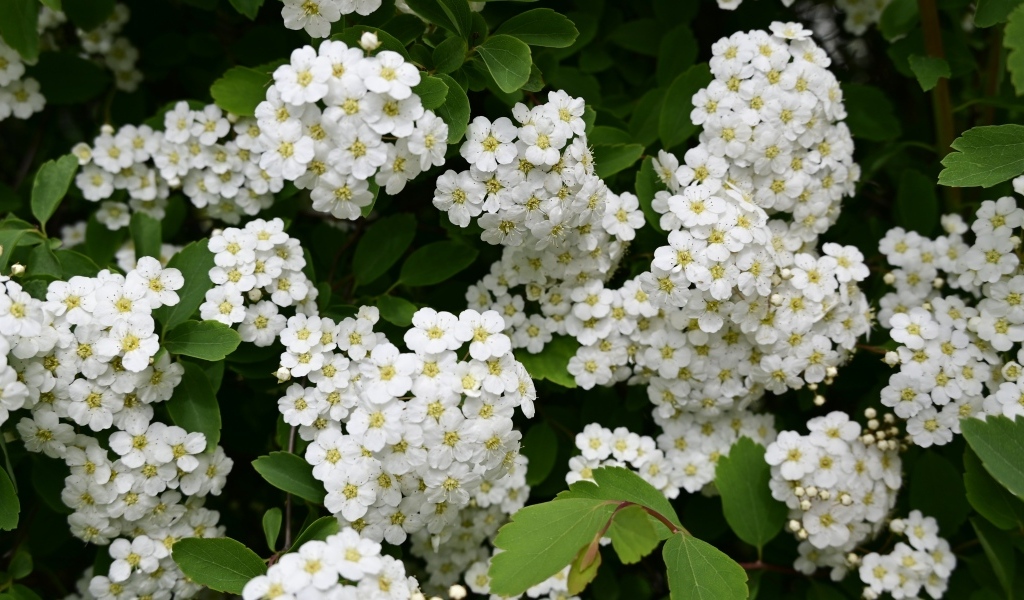 Белые цветы рябины крупным планом