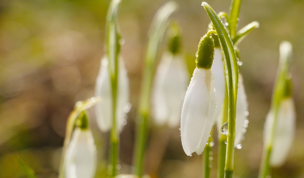 Белые цветы подснежника в каплях росы