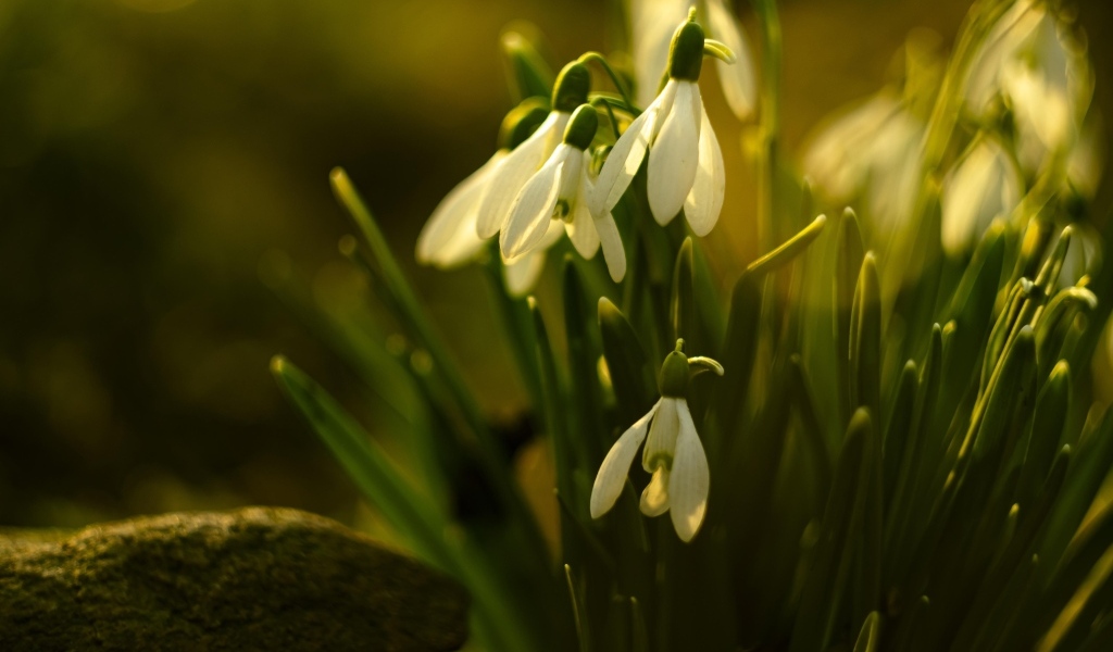 Белые цветы подснежника в лучах весеннего солнца