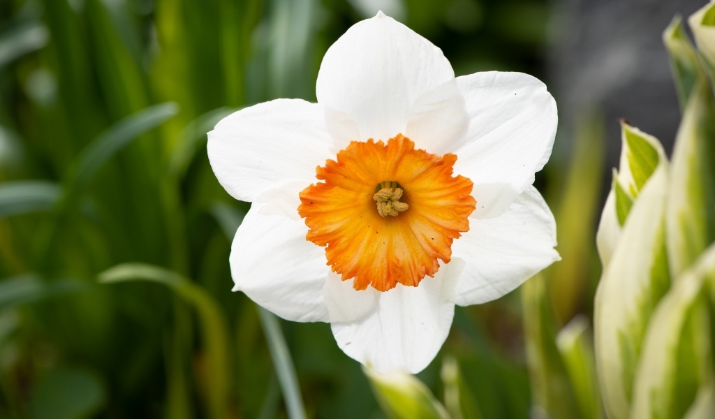 Белый весенний нарцисс крупным планом