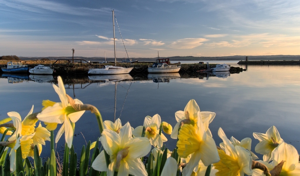 Белые весенние нарциссы растут у воды