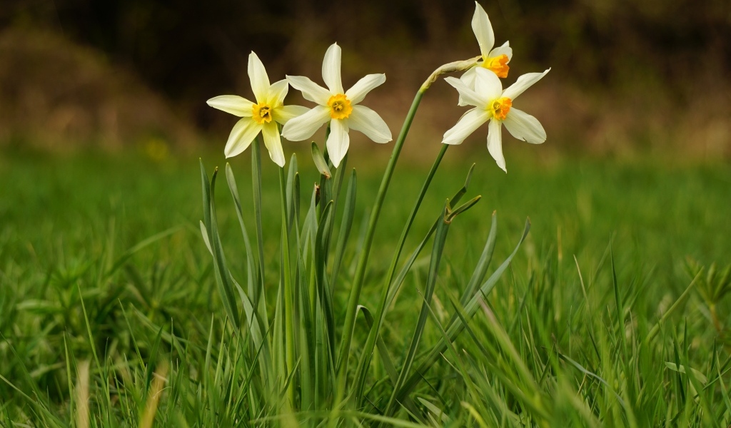 Белые весенние нарциссы в зеленой траве