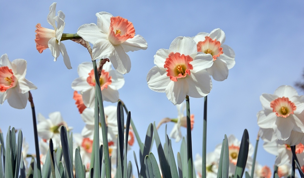Белые весенние нарциссы на голубом фоне