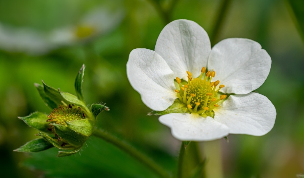Белый цветок клубники с зеленой ягодой