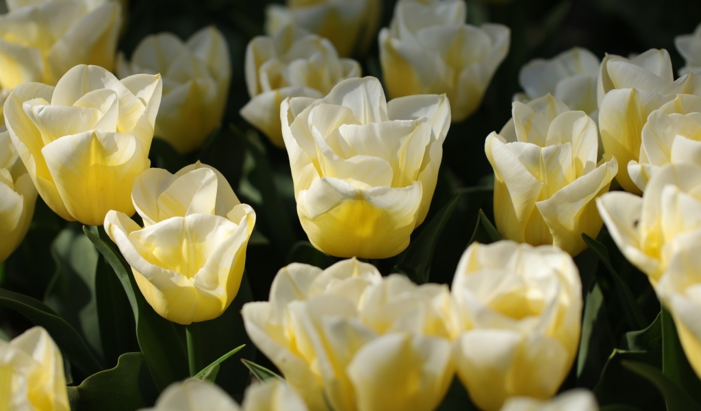 Белые тюльпаны на клумбе в лучах солнца