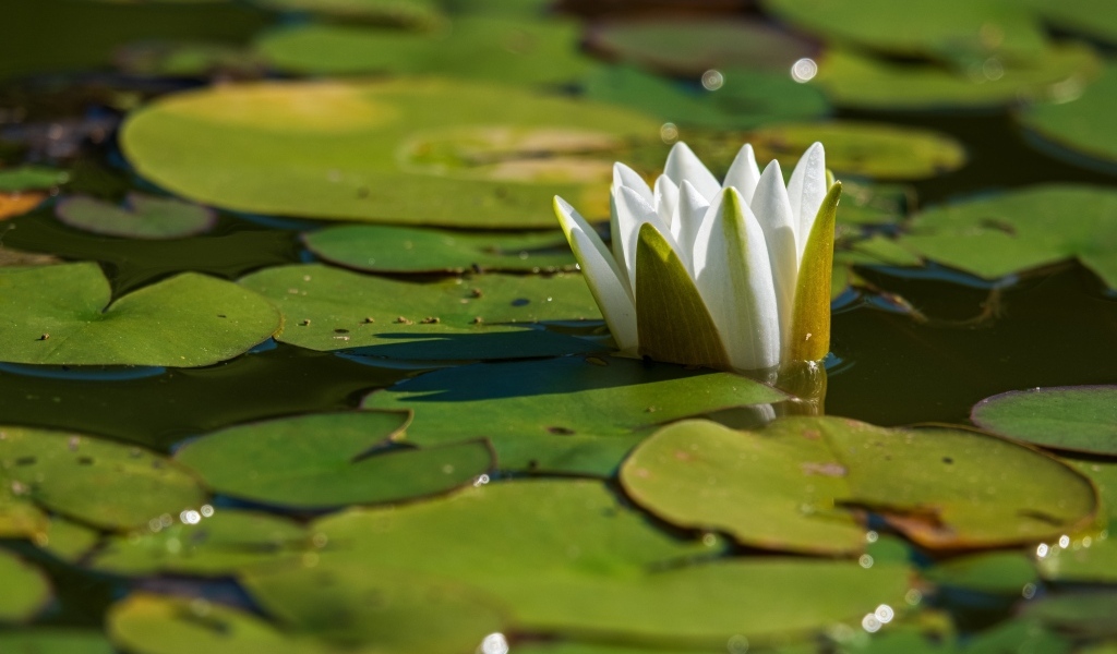 Белая водяная лилия распускается в пруду