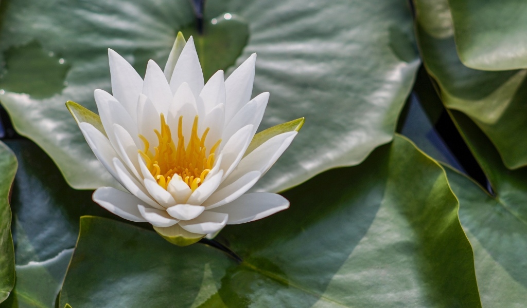 Белая кувшинка в зеленых листьях в воде