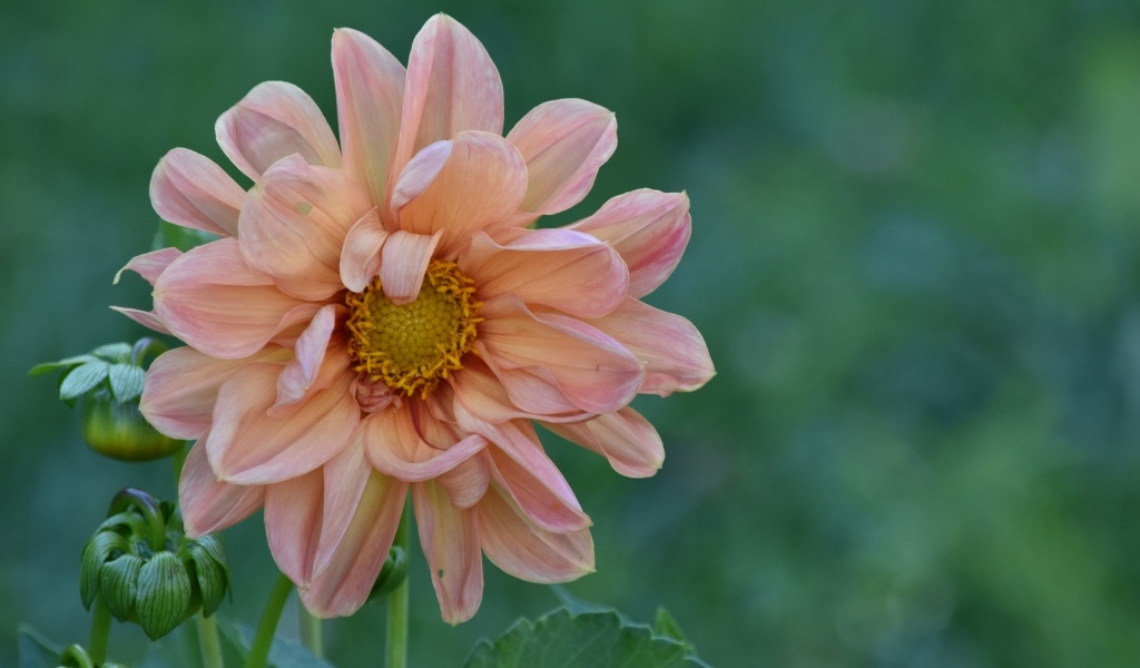 Увядшая розовая георгина на клумбе