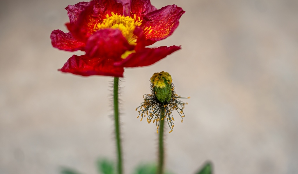 Увядшие лепестки красного мака
