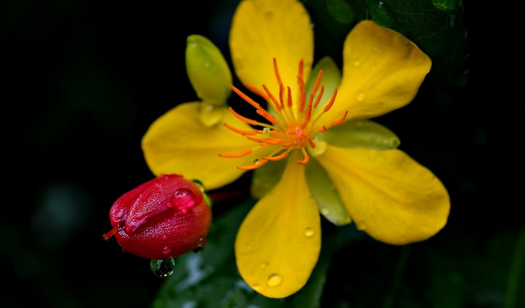 Желтый цветок зверобоя с бутоном крупным планом