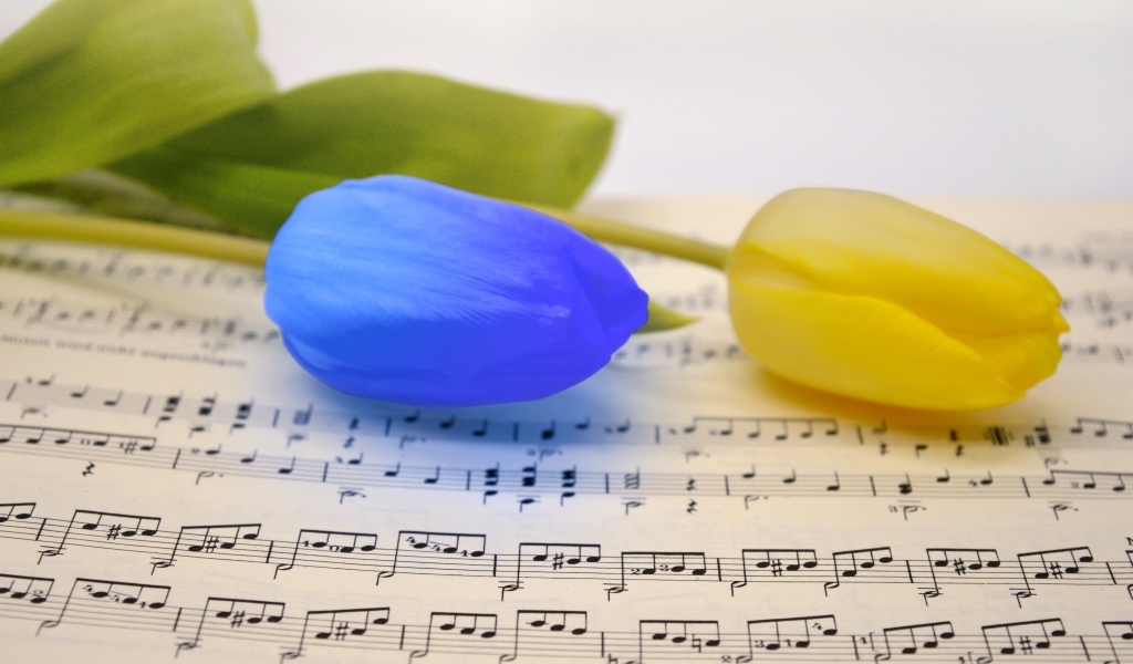 Желтый и синий тюльпан лежат на нотной тетради